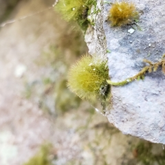 Crepidomanes intricatum