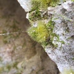 Crepidomanes intricatum