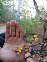 Trichocentrum brachyphyllum