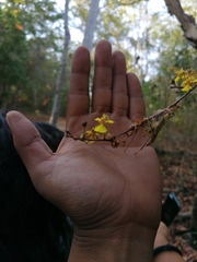 Trichocentrum brachyphyllum