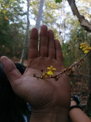 Trichocentrum brachyphyllum