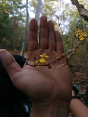 Trichocentrum brachyphyllum