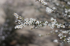 Leptospermum erubescens