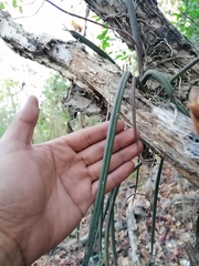 Trichocentrum brachyphyllum