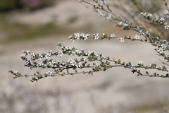Leptospermum erubescens