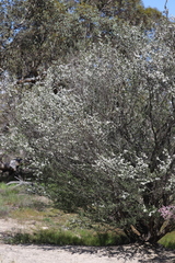 Leptospermum erubescens