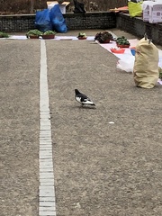 Columba livia domestica