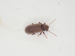 Anobium punctatum