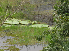 Victoria amazonica