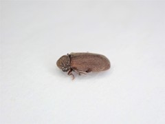 Anobium punctatum