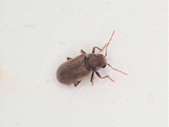 Anobium punctatum