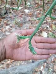 Pereskiopsis kellermanii