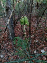 Pereskiopsis kellermanii
