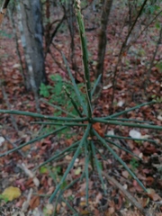 Pereskiopsis kellermanii