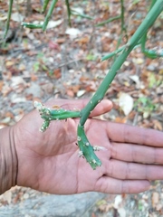 Pereskiopsis kellermanii