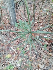 Pereskiopsis kellermanii