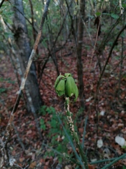 Pereskiopsis kellermanii