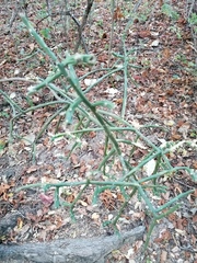 Pereskiopsis kellermanii