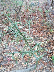 Pereskiopsis kellermanii