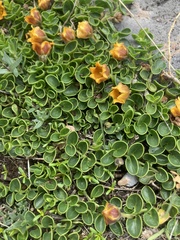 Philibertia lysimachioides