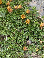 Philibertia lysimachioides