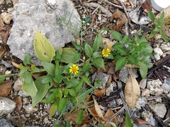 Wollastonia biflora