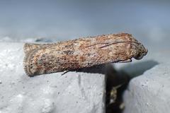 Phycita cirrhodelta