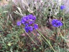 Gilia capitata chamissonis