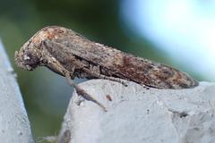 Phycita cirrhodelta