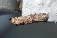Phycita cirrhodelta