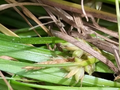 Carex resectans