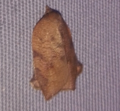Amorbia
