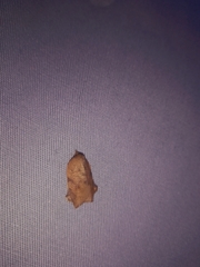 Amorbia