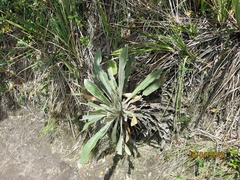 Espeletia corymbosa