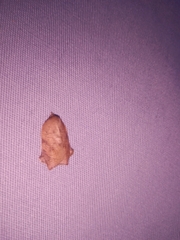 Amorbia