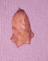 Amorbia
