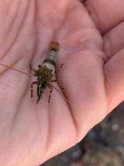 Heptacarpus palpator