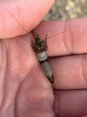 Heptacarpus palpator