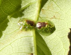 Austropsecadia chlorina