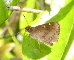 Trapezites genevieveae