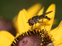 Platycheirus obscurus