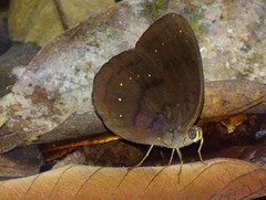 Faunis canens arcesilas