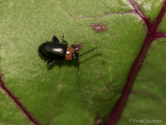 Disonycha xanthomelas