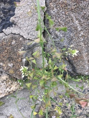 Capsella bursa-pastoris