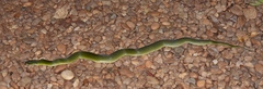Erythrolamprus typhlus