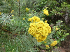 Cassinia aureonitens
