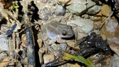 Pseudacris brachyphona