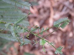 Monolepta subsuturalis