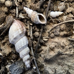 Plotiopsis balonnensis