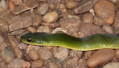 Erythrolamprus typhlus